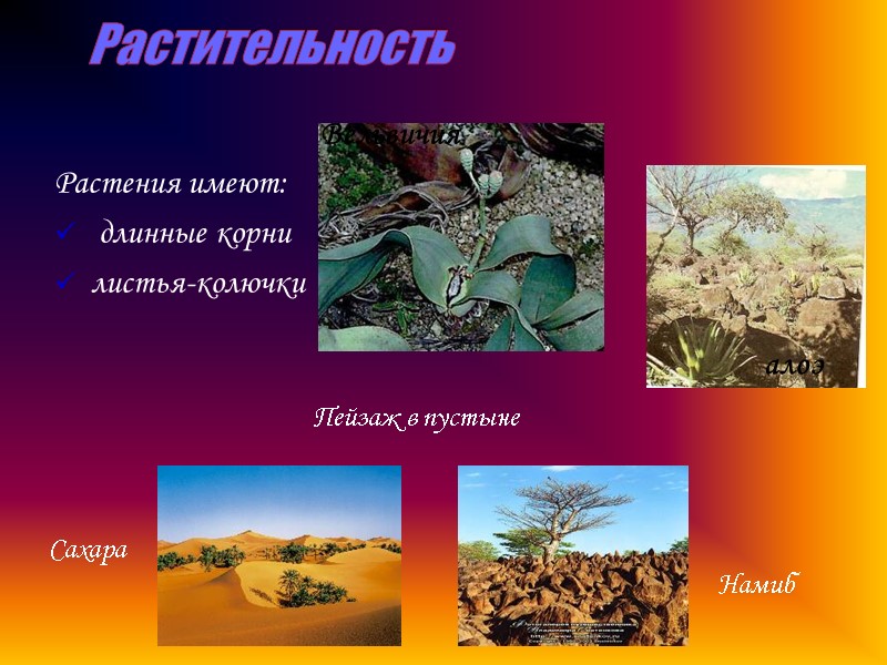 Растительность Растения имеют:  длинные корни листья-колючки Вельвичия Пейзаж в пустыне Сахара Намиб алоэ